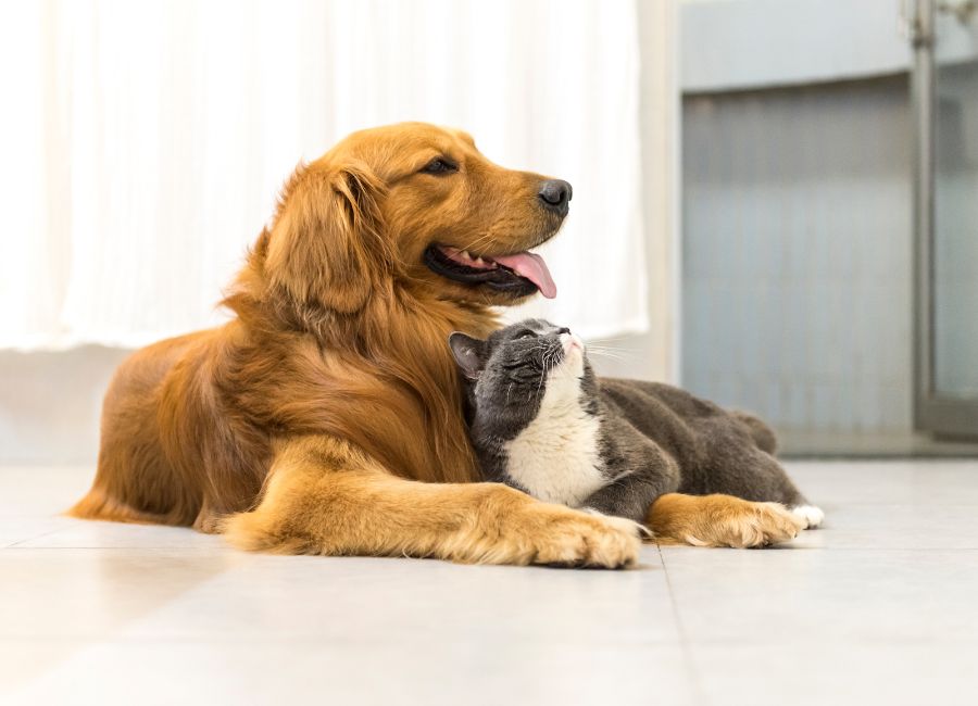 A dog and a cat laying together on a tile floor