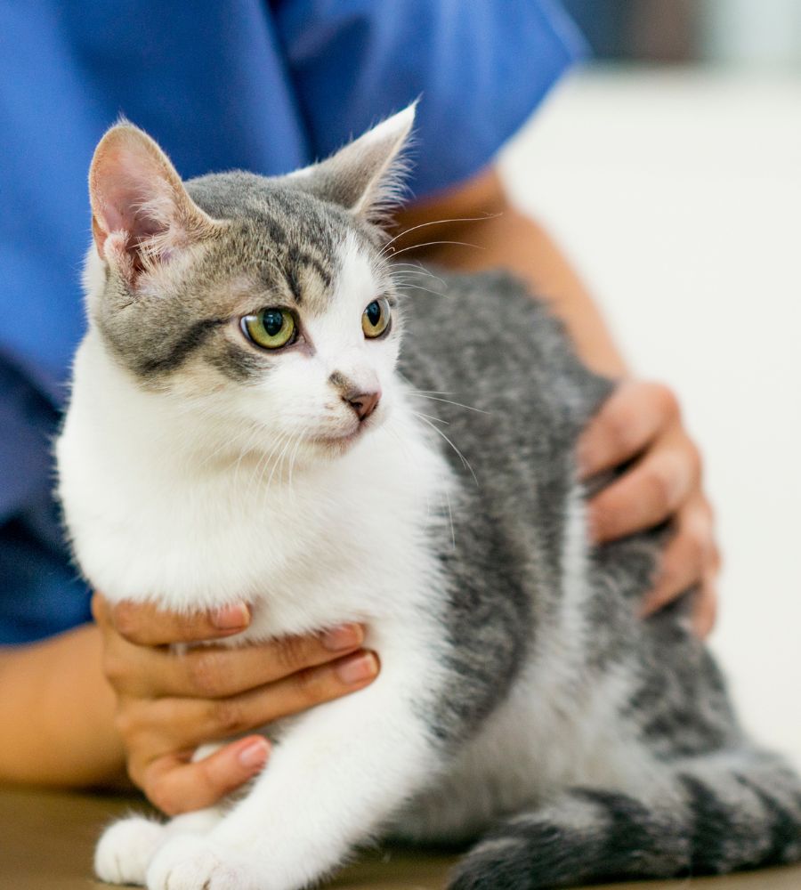 A grey and white cat being held by a person