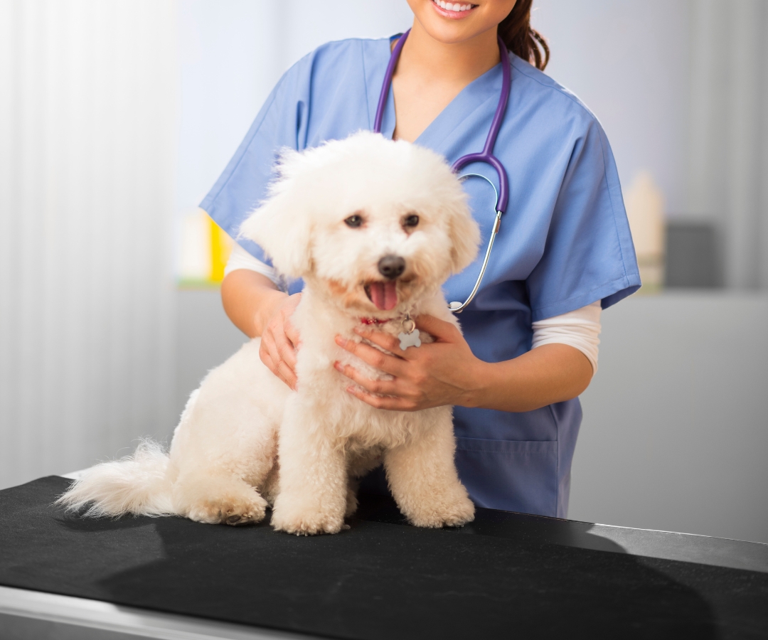 A person with a stethoscope holding a dog