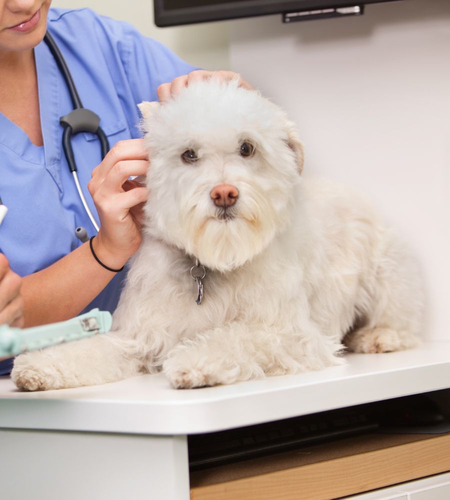 A white dog sitting on a vet's examination table