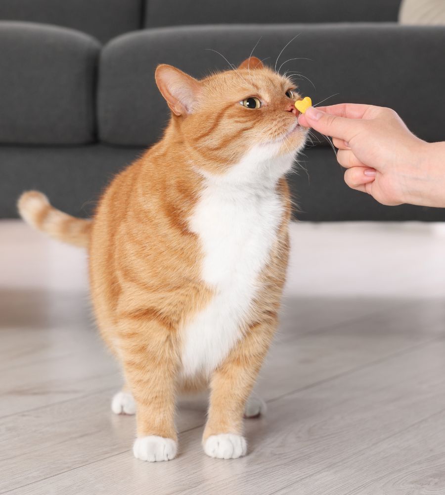 Vet giving vitamin pill to cute ginger cat