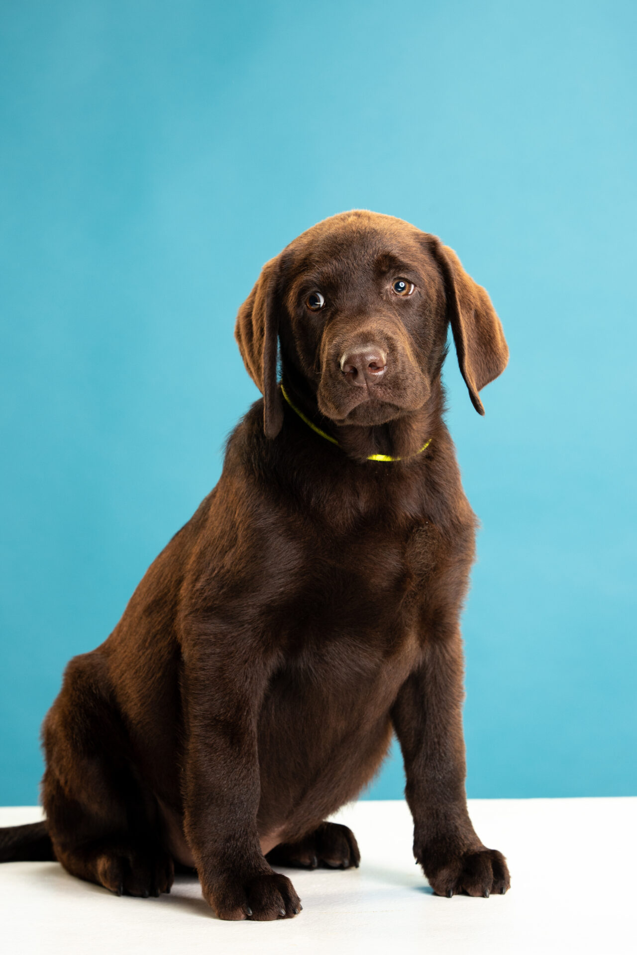 AdobeStock 613079046 - Locally-owned Veterinary Hospital In Montclair, NJ