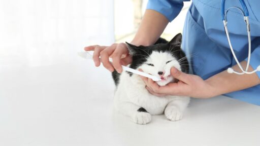 Pet-dental-care-cleaning-banner-image
