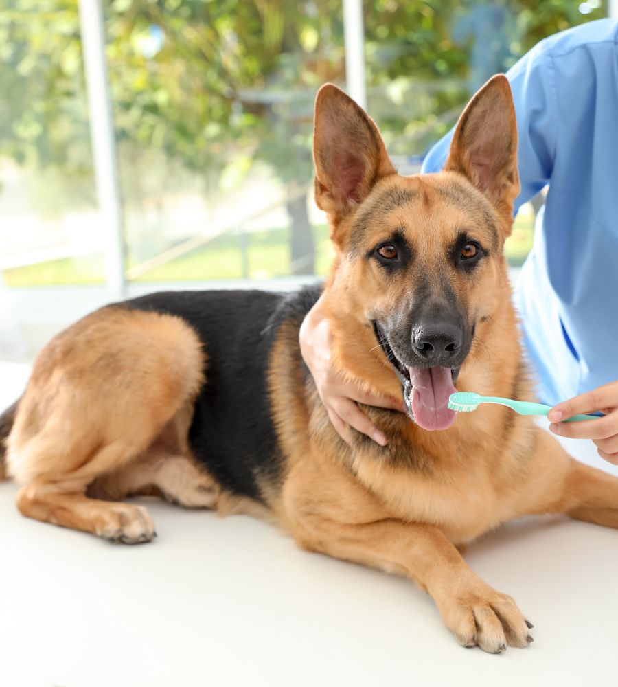 Pet-dental-care-cleaning-inner-image