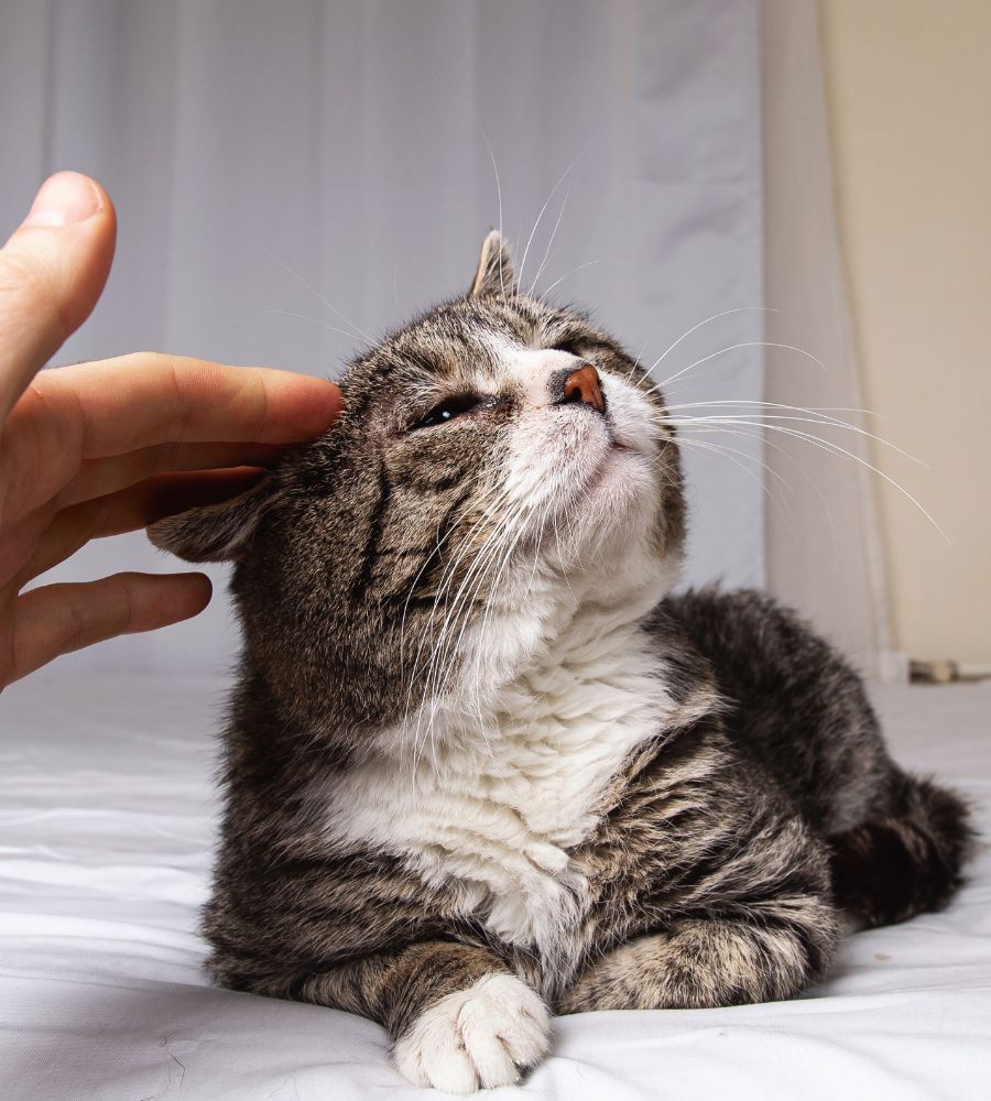 Pet-geriatric-care-inner-img