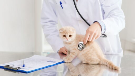 Pet-in-house-laboratory-x-rays-banner-image-1