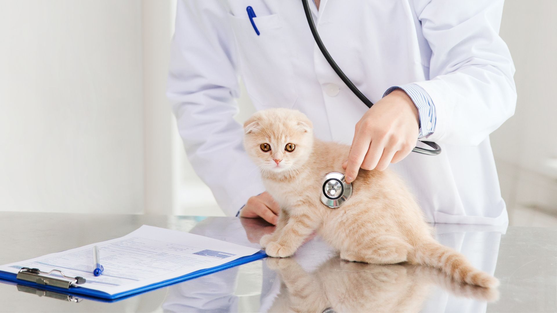 In-House Pet X-Rays & Laboratory In Montclair, NJ | Montclair ...