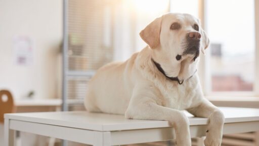 Pet-management-of-acute-chronic-illnesses-banner-image