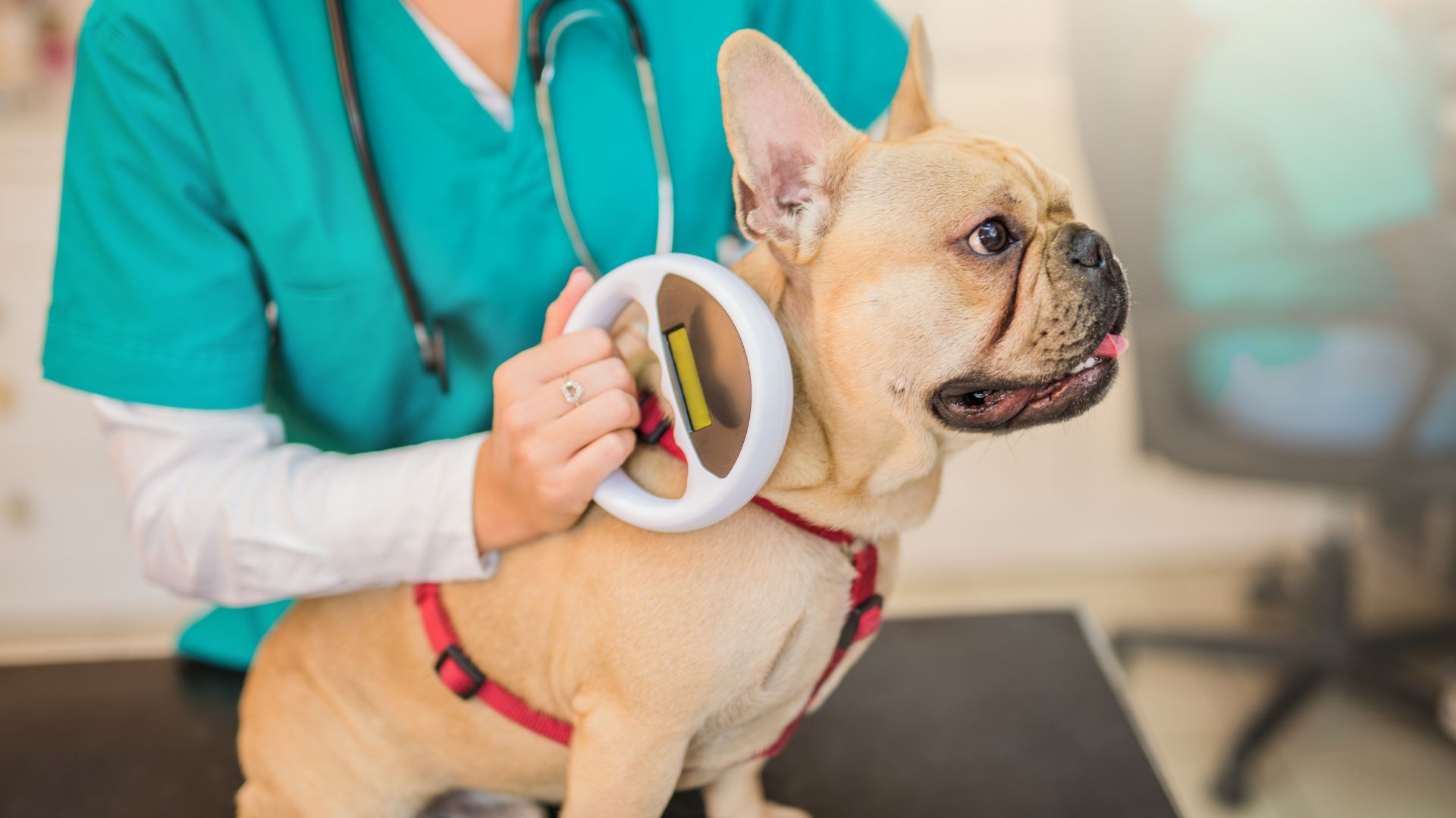 Pet Microchipping In Montclair, NJ | Montclair Veterinary Associates