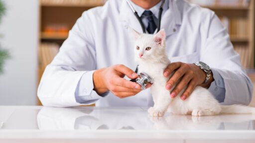 Pet-routine-health-examinations-banner-image
