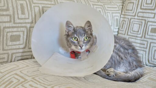 Pet-soft-tissue-surgery-banner-image-1