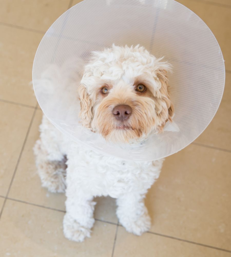 Pet-spaying-neutering-inner-image