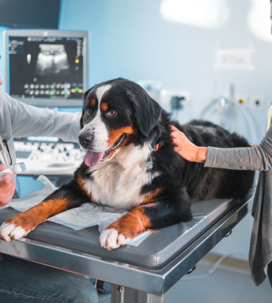 Pet-ultrasonography-consults-inner-image-1