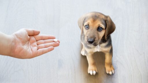 Pet Vitamins Supplements CBD And Hemp Products In Montclair