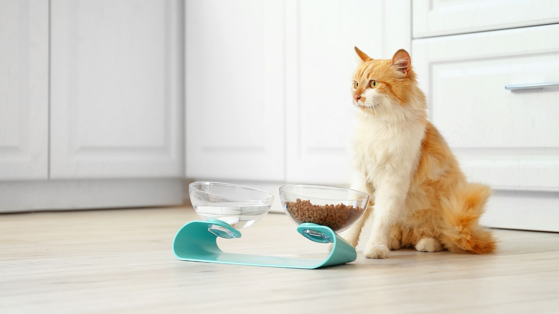 Prescription Pet Food In Montclair, NJ | Montclair Veterinary Associates