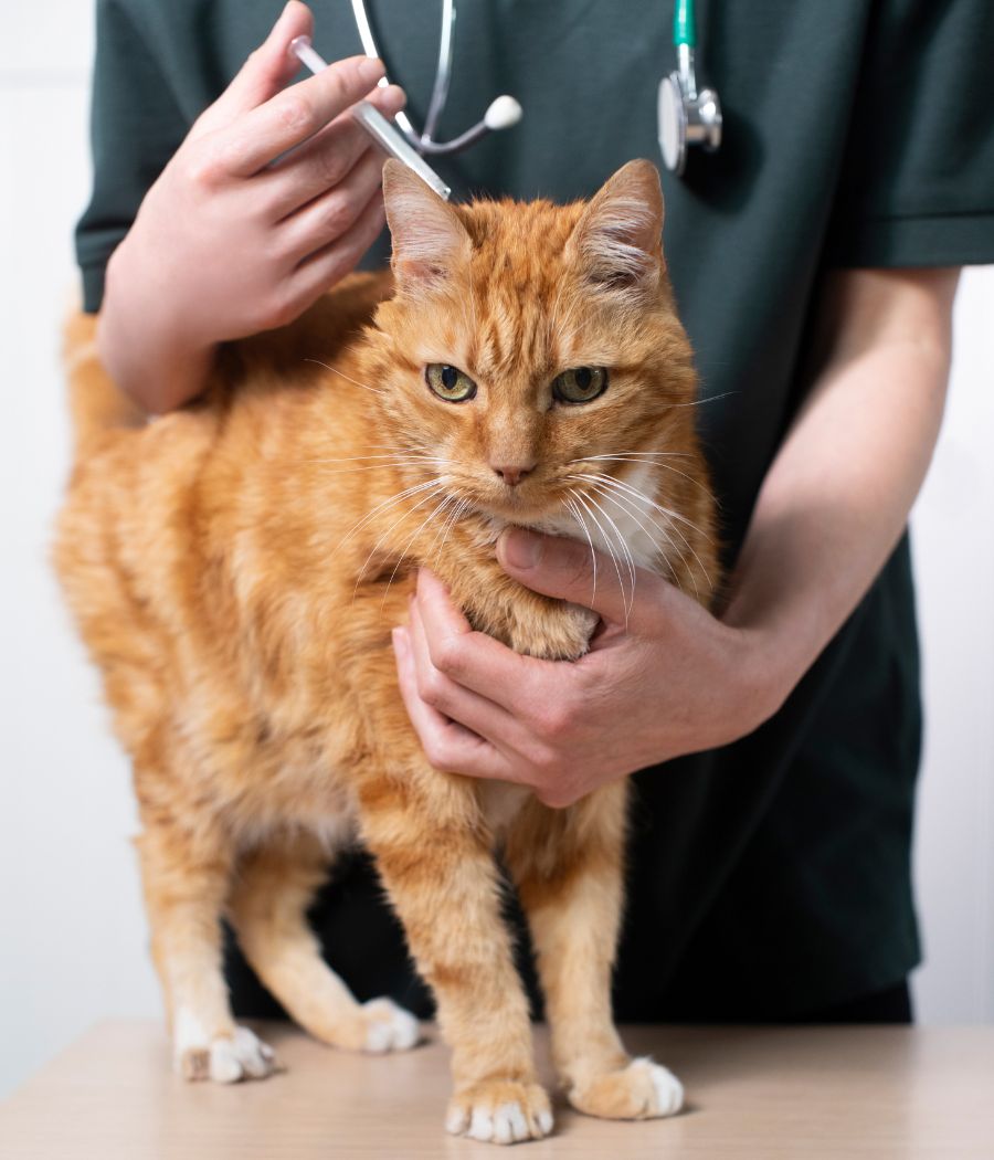 Prescription-pet-medications-supplies-inner-img