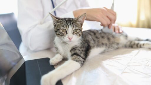 Veterinarian-examines-cat-using-ultrasound