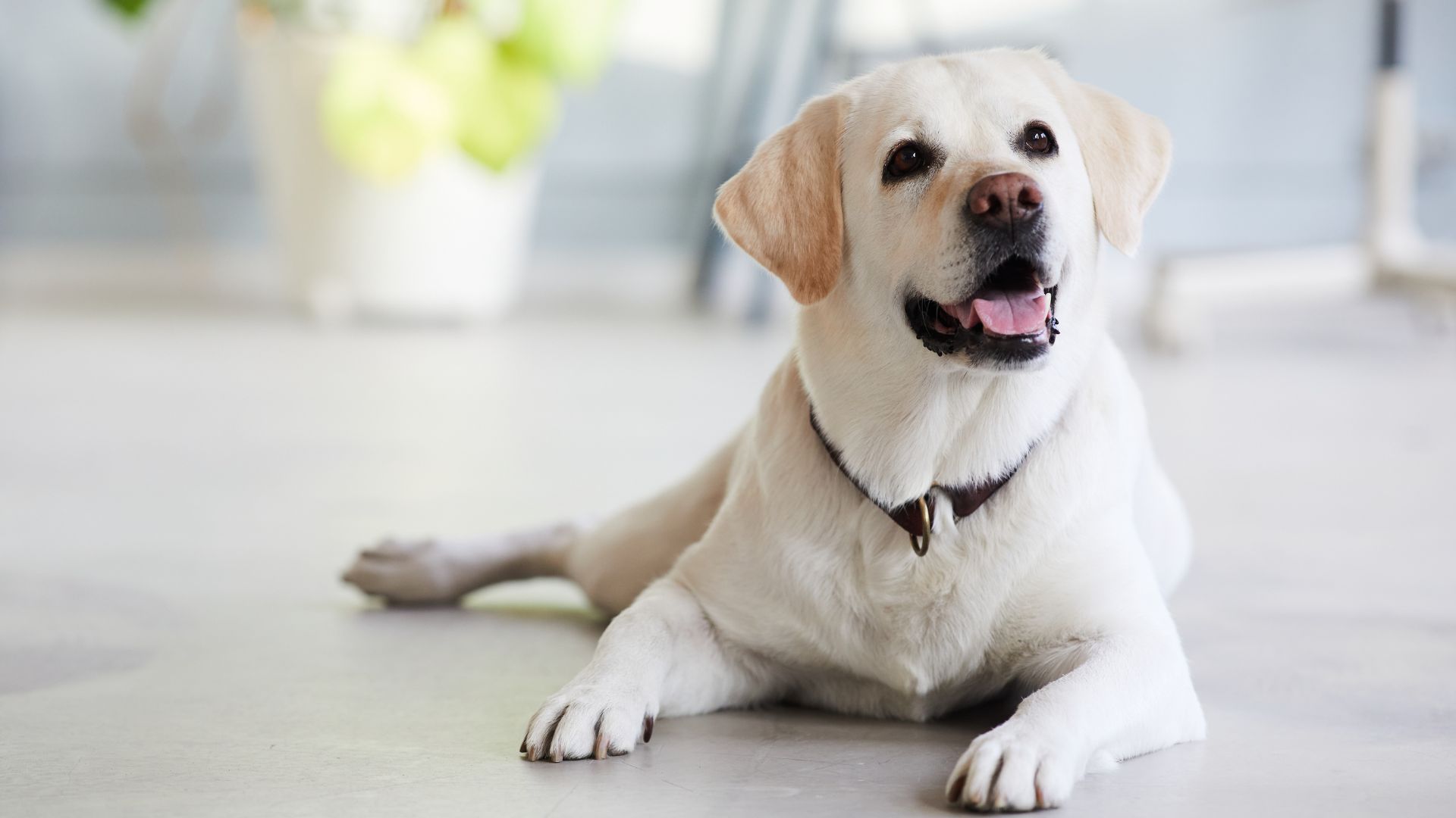 Veterinarian Reviews In Montclair, NJ | Montclair Veterinary Associates