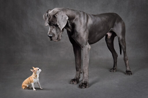 Small and large dogs