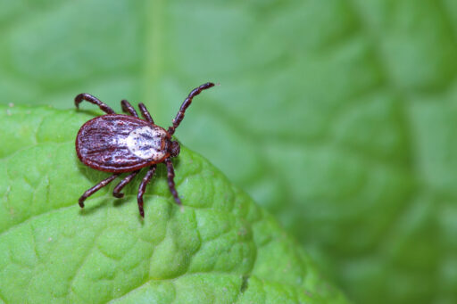The tick waiting on a green leaf in the forest