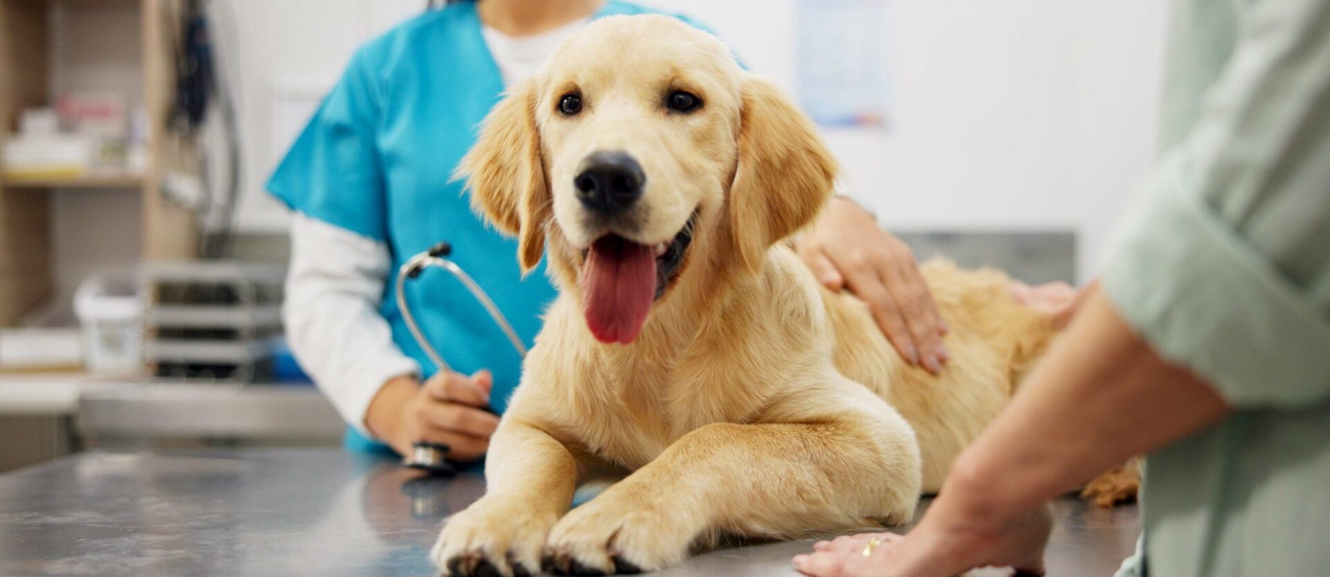 AdobeStock 847534481 scaled e1755091731473 - Locally-owned Veterinary Hospital In Montclair, NJ