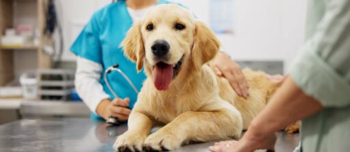 AdobeStock 847534481 scaled e1755091731473 - Locally-owned Veterinary Hospital In Montclair, NJ