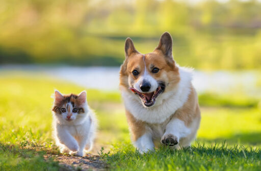 AdobeStock 1162992586 scaled e1758898022659 - Locally-owned Veterinary Hospital In Montclair, NJ