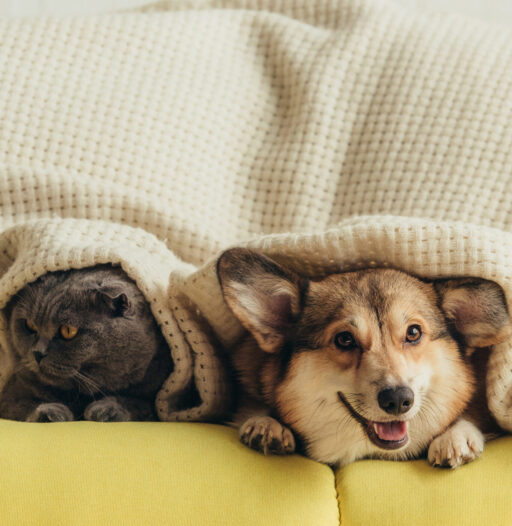 AdobeStock 222138133 scaled e1758888674171 - Locally-owned Veterinary Hospital In Montclair, NJ