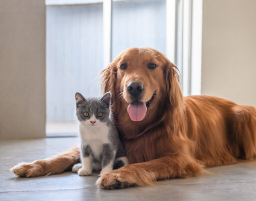 AdobeStock 223130345 1 scaled e1758897467953 - Locally-owned Veterinary Hospital In Montclair, NJ