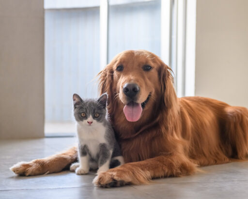 AdobeStock 223130345 scaled e1758888421153 - Locally-owned Veterinary Hospital In Montclair, NJ