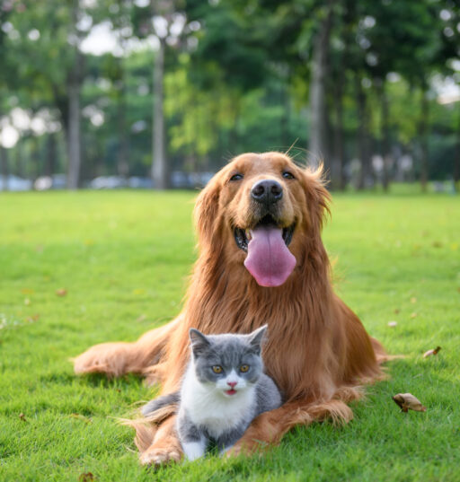 AdobeStock 223324137 scaled e1758898055621 - Locally-owned Veterinary Hospital In Montclair, NJ