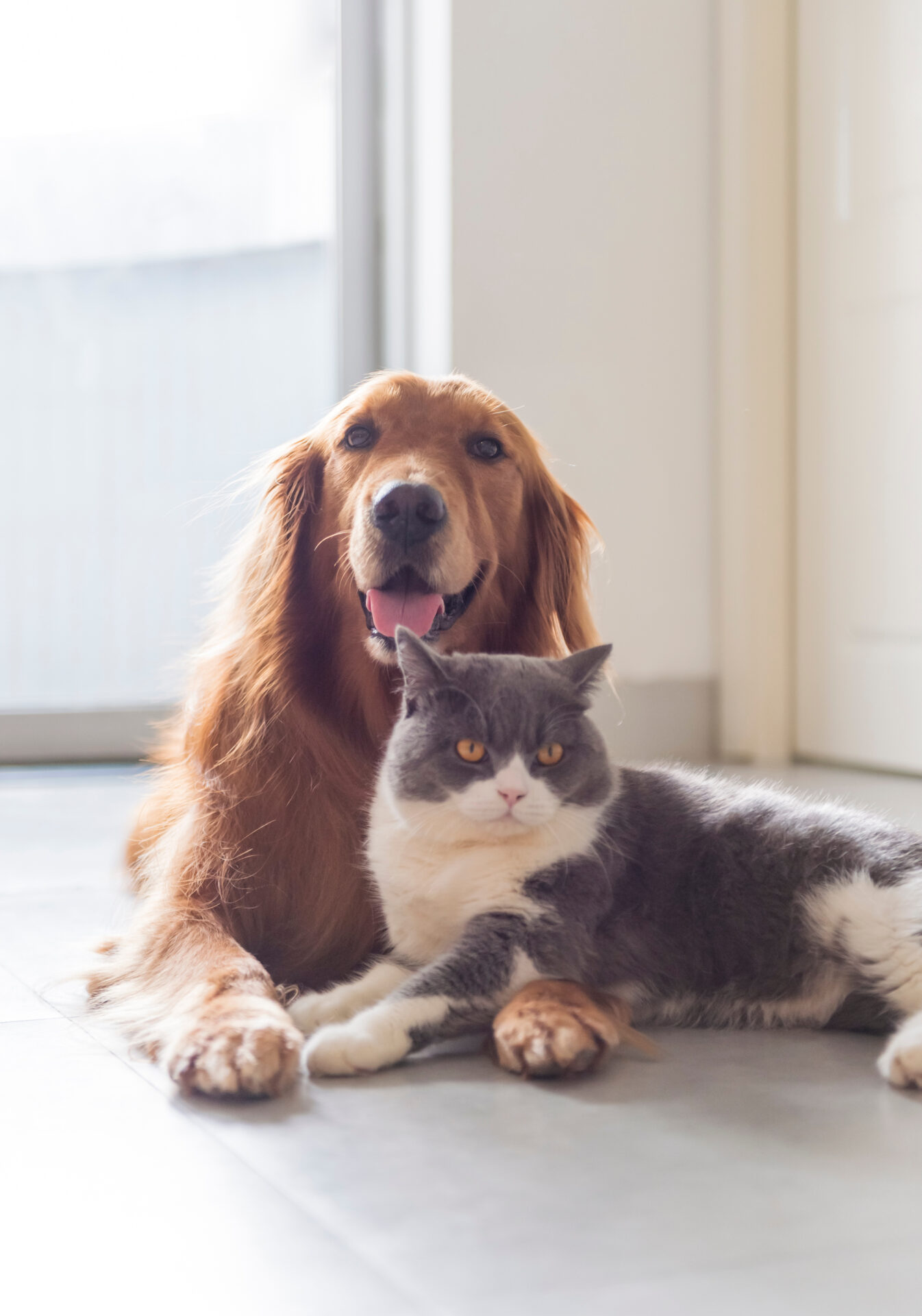 AdobeStock 276674212 1 - Locally-owned Veterinary Hospital In Montclair, NJ
