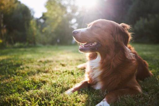 Portrait happy dog at summer sunset