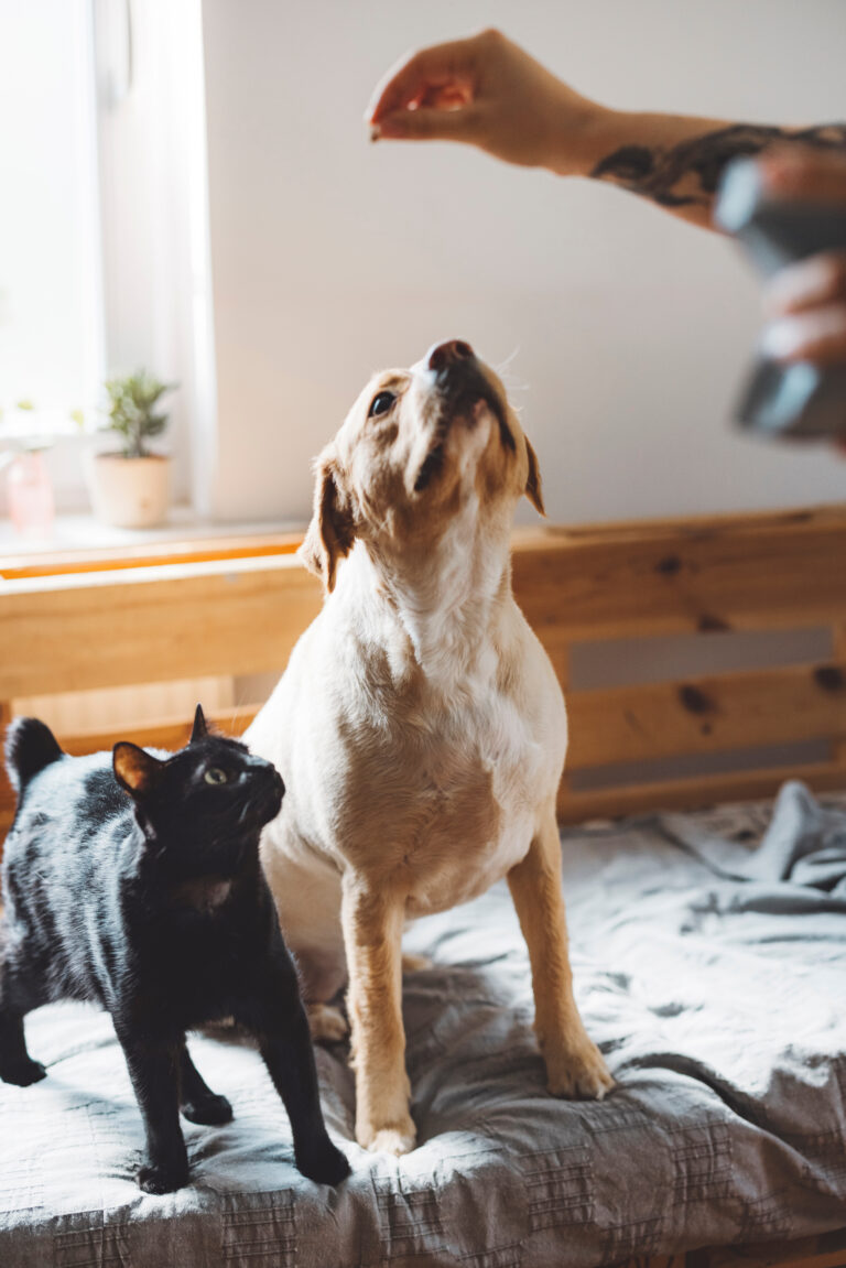 AdobeStock 966419621 - Locally-owned Veterinary Hospital In Montclair, NJ