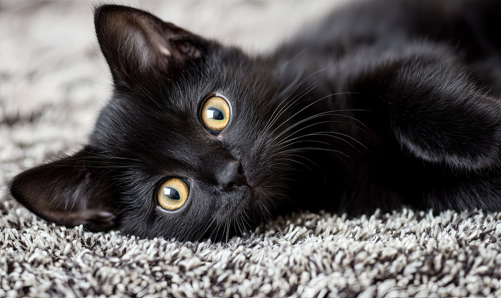 Black kitten with golden eyes relaxing on a soft carpet, ideal for pet adoption campaigns