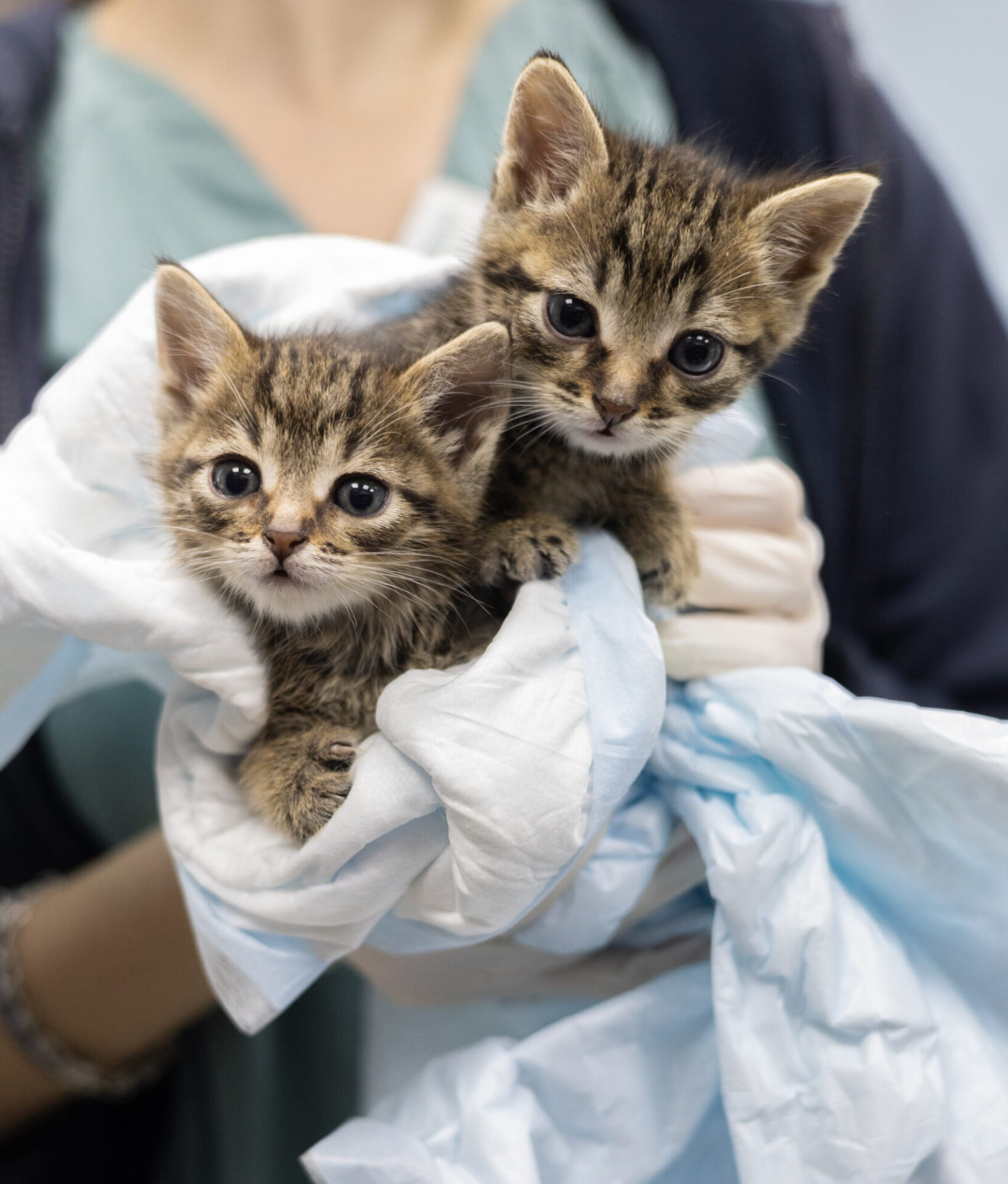AdobeStock 1237091020 scaled e1762432370629 - Locally-owned Veterinary Hospital In Montclair, NJ