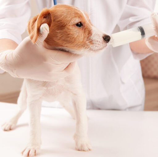AdobeStock 138357524 scaled e1762434969341 - Locally-owned Veterinary Hospital In Montclair, NJ