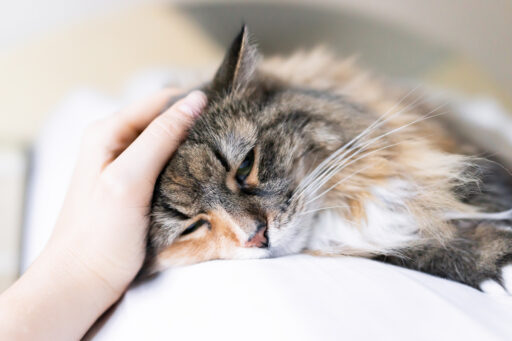 Closeup portrait of one sad calico maine coon cat face lying on