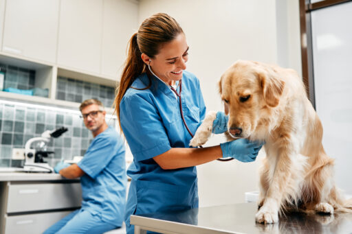Veterinarians doctors conduct a routine examination of a dog listening to the heart with a stethoscope on a table in a modern office of a veterinary clinic. Treatment and vaccination of pets.