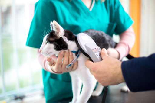 Veterinarian checking microchip of cat in vet clinic