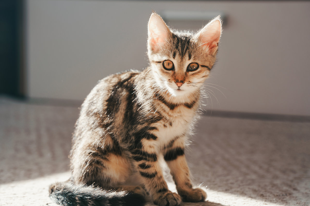 A sick kitten with an eye infection sits on a carpet in the sunlight.