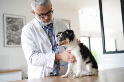 Veterinary examining puppy dog