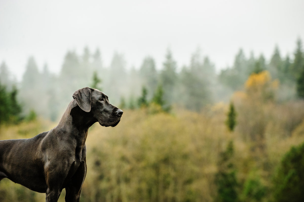 Great Dane dog standing by foggy forest