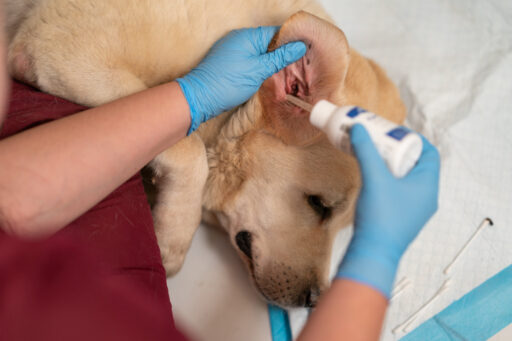A veterinarian cleans a dog's ears. Treatment for otitis, ear mites, or allergies in dogs. Dog healthcare and skin allergy concept