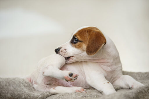 Puppy Jack russell with scratching himself and bite fleas.
