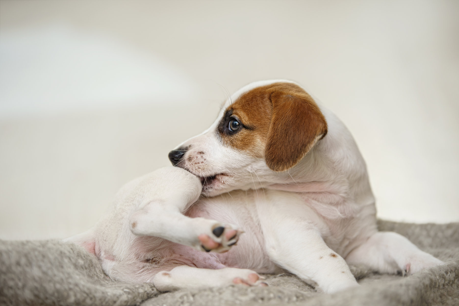 Puppy Jack russell with scratching himself and bite fleas.