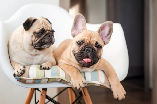 Happy pets pug dog and french bulldog sitting on a chair looking at the camera. Dogs are waiting for food in the kitchen.