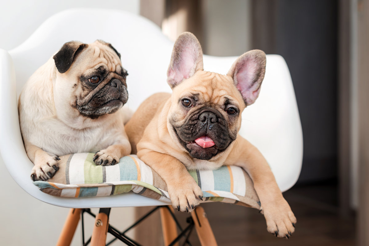 Happy pets pug dog and french bulldog sitting on a chair looking at the camera. Dogs are waiting for food in the kitchen.