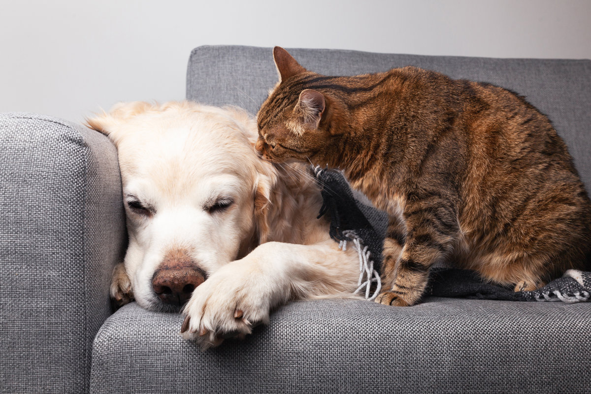 Happy young golden retriever dog and cute mixed breed tabby cat under cozy tartan plaid. Home animals warms under black and white blanket in cold winter weather. Friendship of pets. Pets care concept.