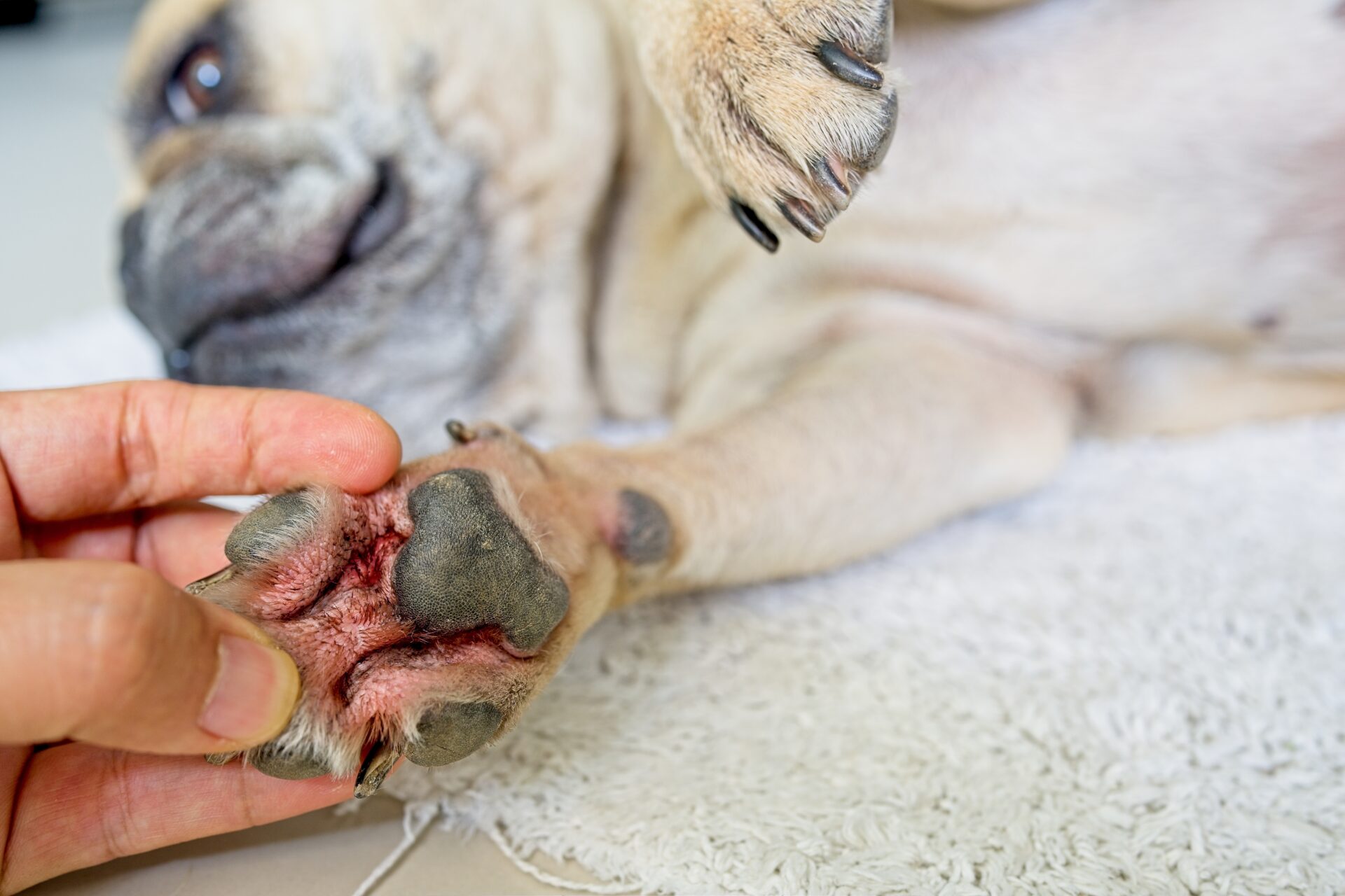 Close up of a pug's red and itchy paw